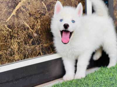 Siberian Husky For Sale In Mysore
