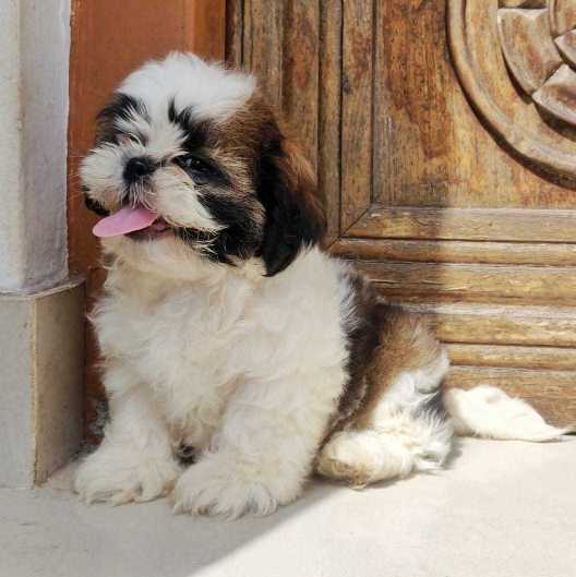 Shih Tzu For Sale In Vizag