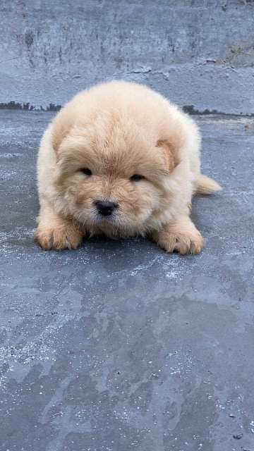 Chow Chow For Sale In Chennai