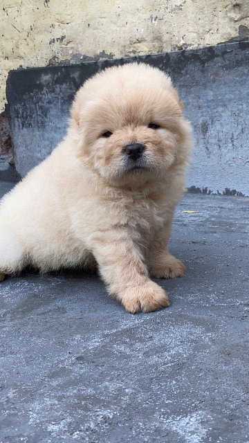 Chow Chow For Sale In Pune
