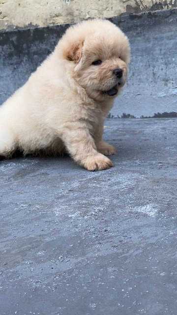 Chow Chow For Sale In Kochi