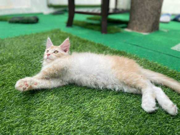Maine Coon For Sale In Guwahati