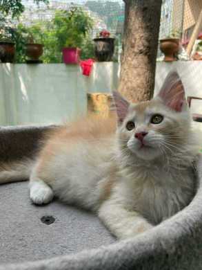 Maine Coon For Sale In Chennai