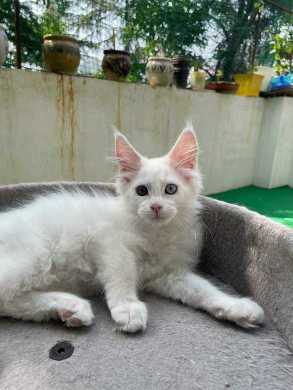 Maine Coon For Sale In Ahmedabad