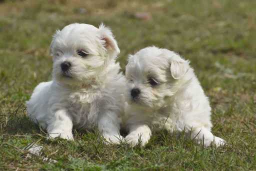 Maltese For Sale In Delhi