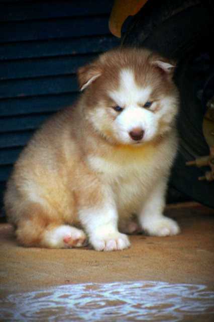 Siberian Husky For Sale In Imphal