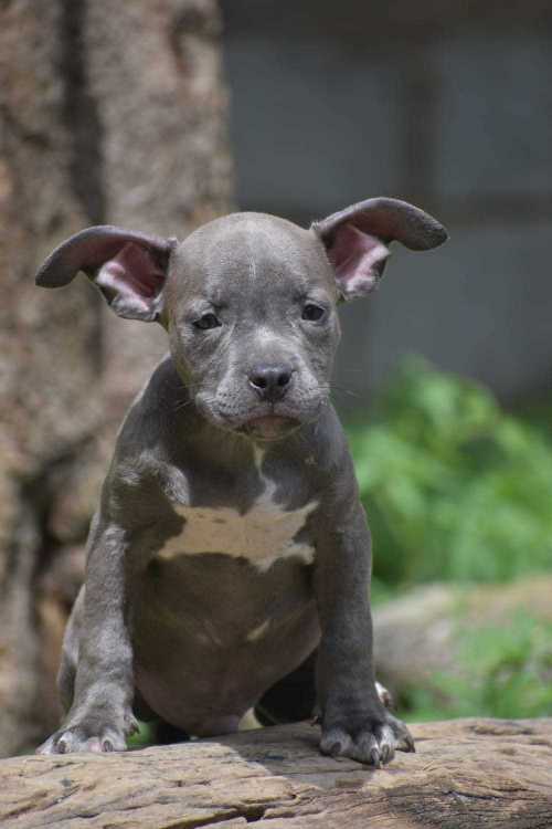 American Pit Bull Terrier For Sale In Bangalore