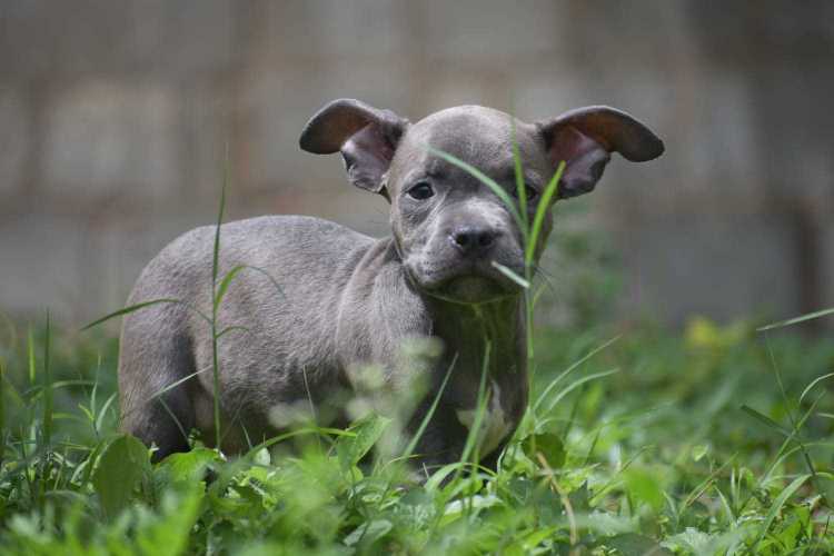 American Pit Bull Terrier For Sale In Lucknow