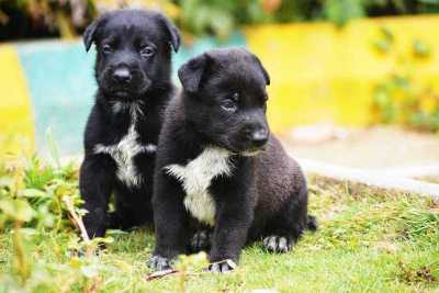 Belgian Malinois For Sale In Kozhikode