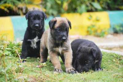 Belgian Malinois For Sale In Mumbai