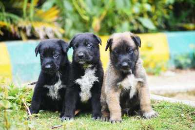 Belgian Malinois For Sale In Kochi
