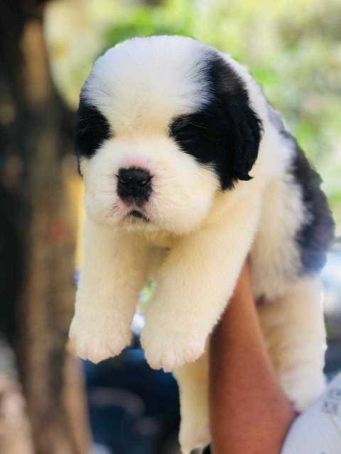 Saint Bernard For Sale In Ahmedabad