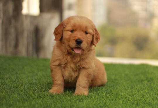 Golden Retriever For Sale In Bhubaneswar