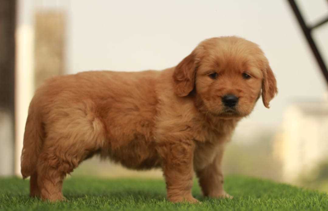 Golden Retriever For Sale In Ahmedabad