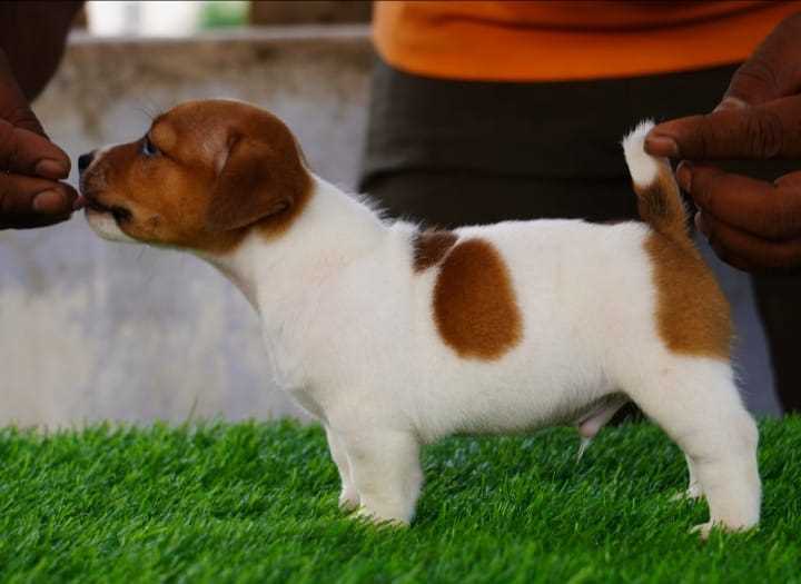 Jack Russell Terrier For Sale In Pune