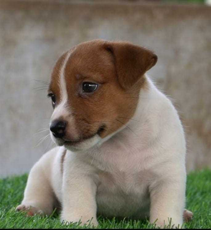 Jack Russell Terrier For Sale In Lucknow