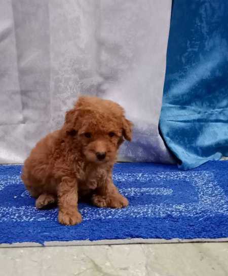 Poodle For Sale In Pune