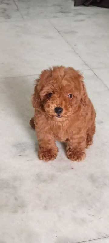 Poodle For Sale In Gurgaon
