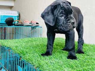 Cane Corso For Sale In Delhi