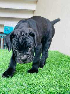 Cane Corso For Sale In Lucknow