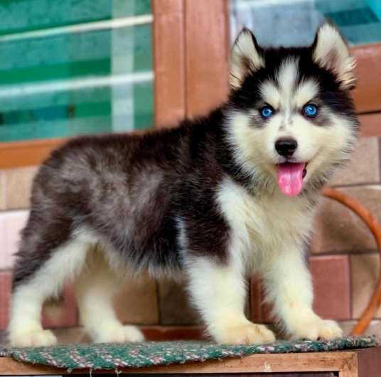 Siberian Husky For Sale In Kanpur