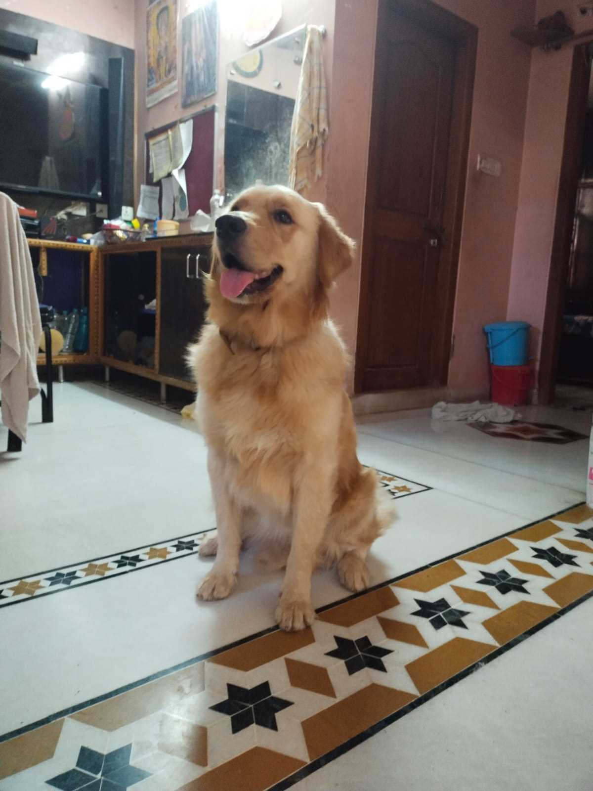 Golden Retriever Dogs For Mating In Mandi HP