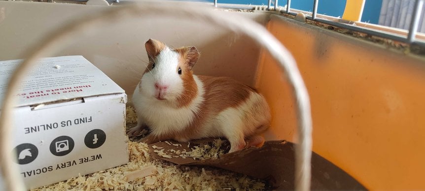 Guinea Pigs For Adoption In Bangalore