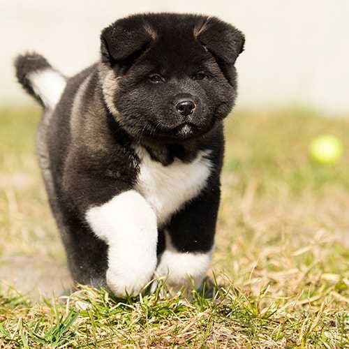 Akita For Sale In Bangalore