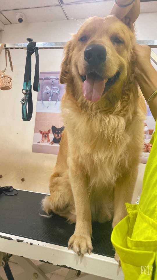 Golden Retriever Dogs For Mating In Sibsagar