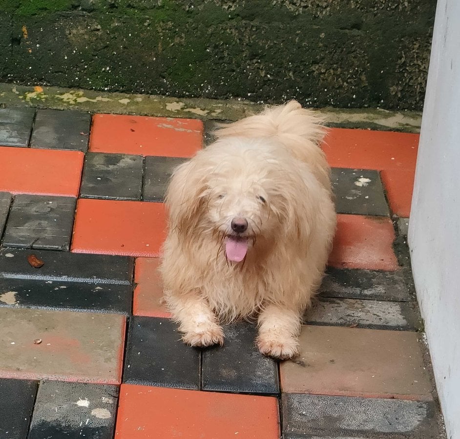 Lhasa Apso Dogs For Mating In Chennai