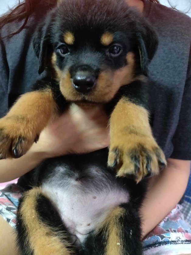Rottweiler For Sale In Noida