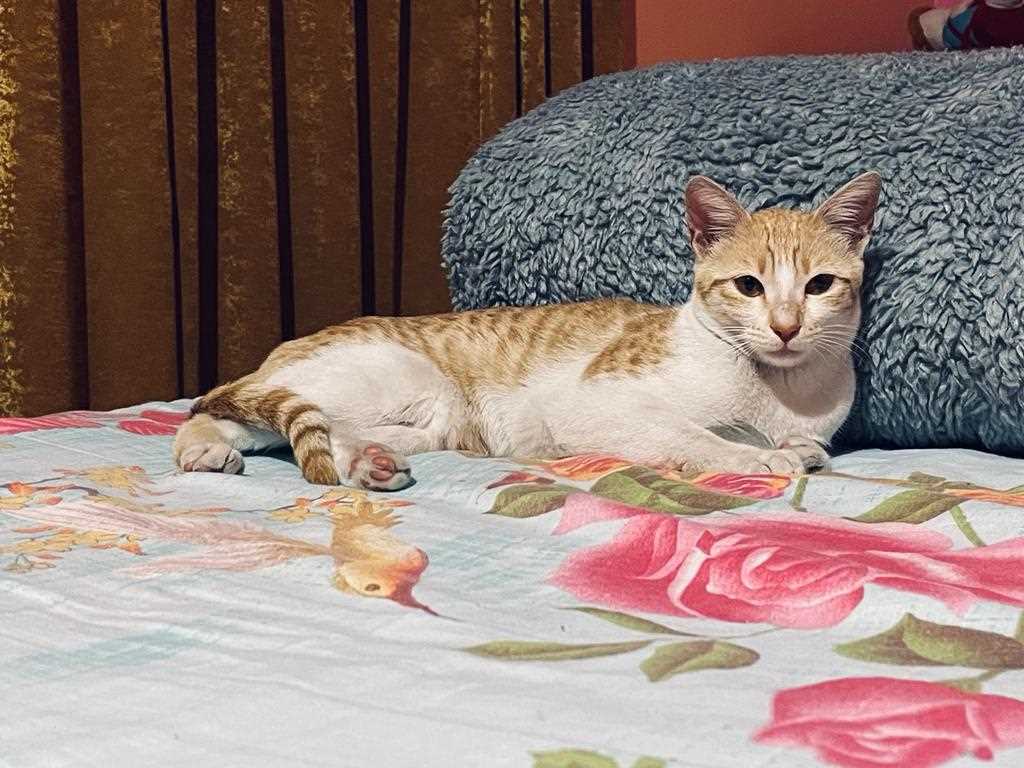 Indian Breed For Adoption In Jammu