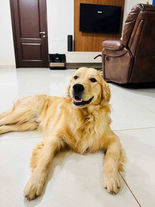 Golden Retriever Dogs For Mating In Pune