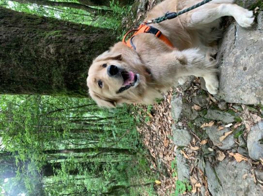 Golden Retriever Dogs For Mating In Gurgaon