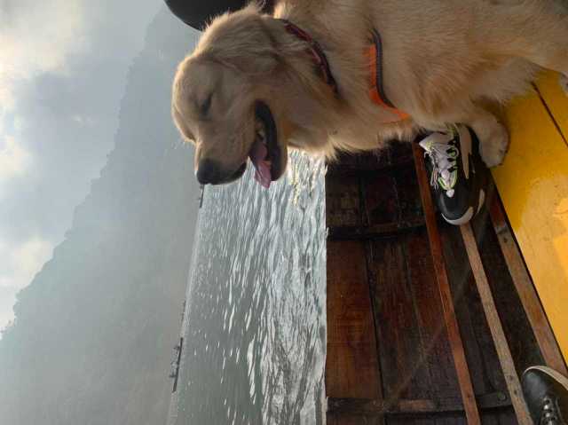Golden Retriever Dogs For Mating In Gurgaon