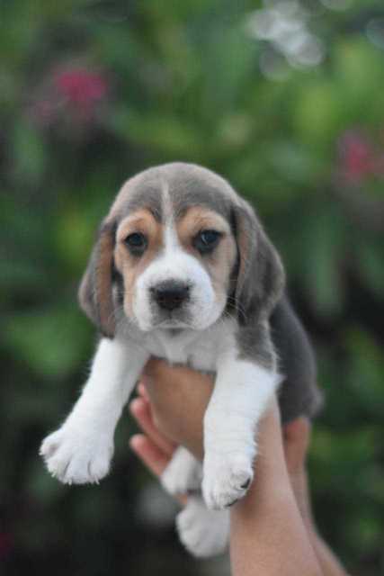 Beagle For Sale In Kozhikode