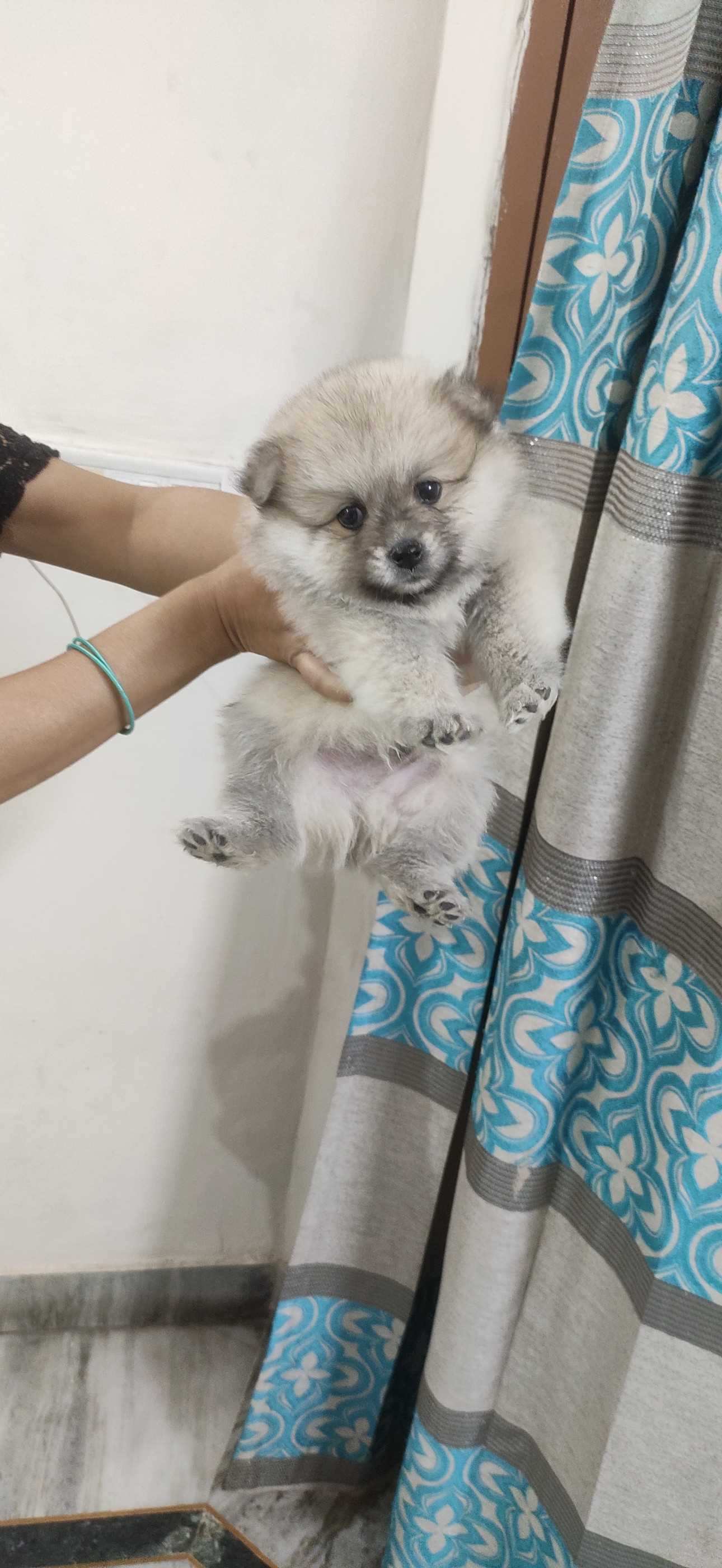 Culture Pomeranian For Sale In Gurgaon