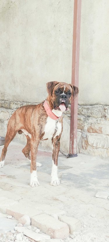Boxer Dogs For Mating In Jaipur