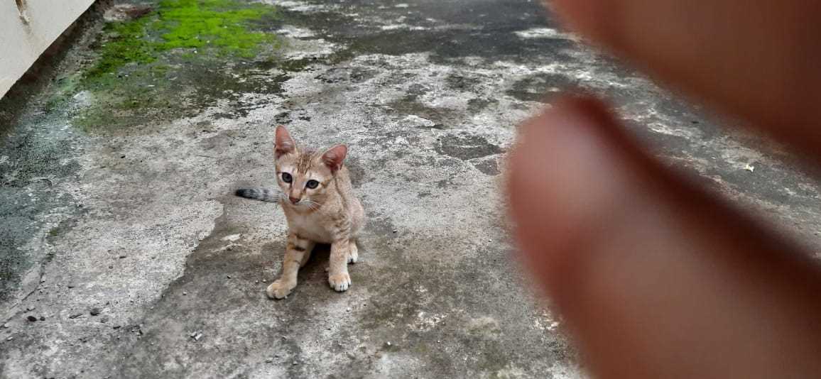 Indian Breed For Adoption In Kannur