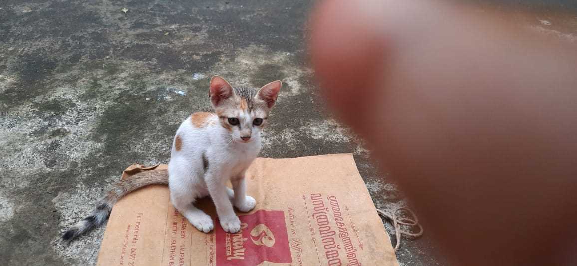 Indian Breed For Adoption In Kannur