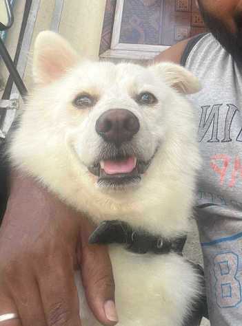 Pomeranian Dogs For Mating In Sambalpur