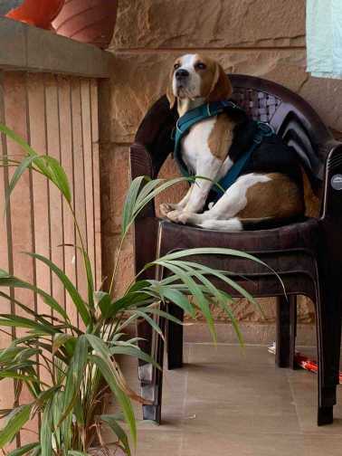 Beagle Dogs For Mating In Delhi