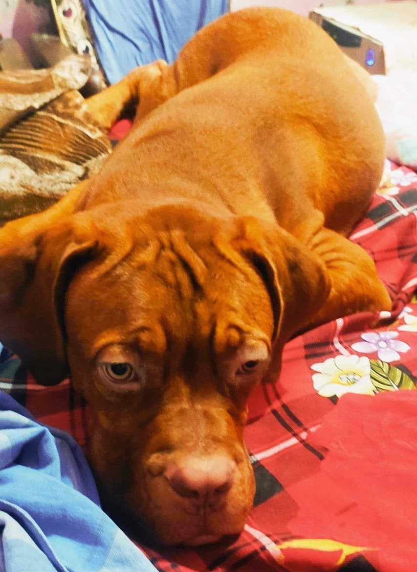 Dogue de Bordeaux Dogs For Mating In Ghaziabad