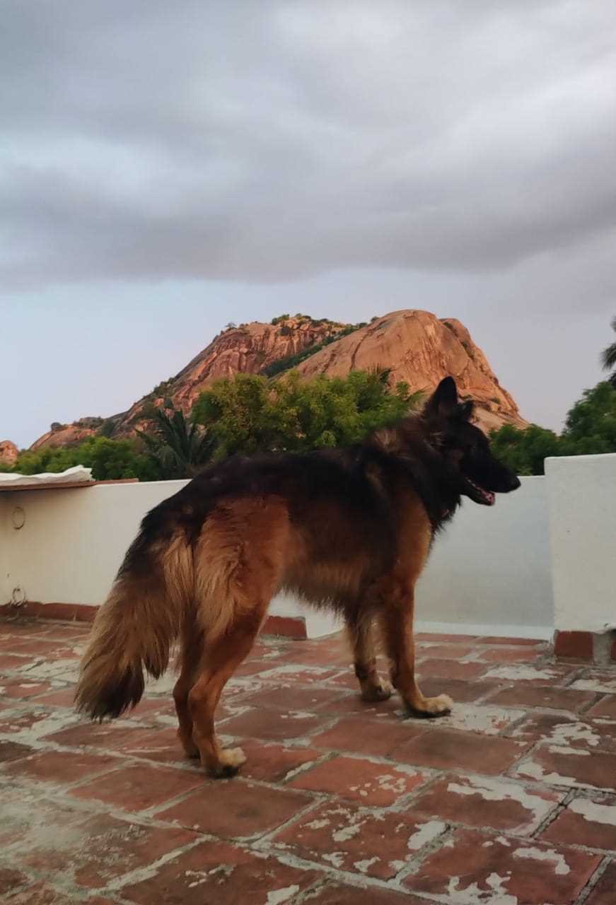 German Shepherd Dogs For Mating In Madurai