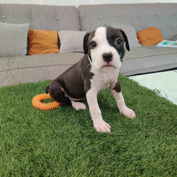 American Staffordshire Terrier For Sale In Kochi