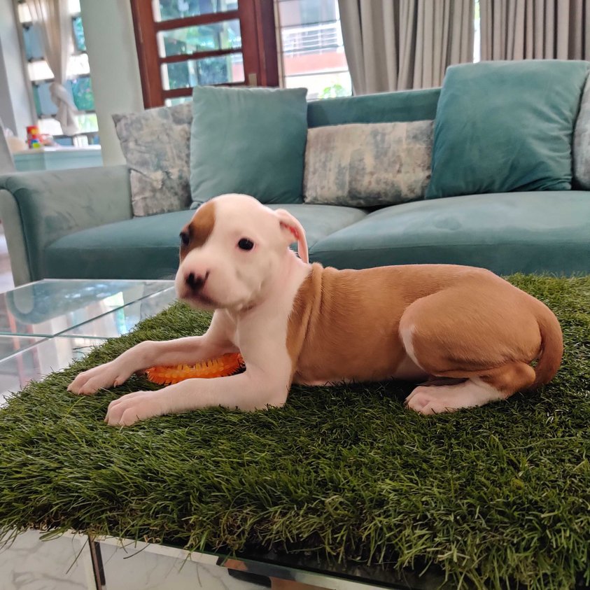 American Staffordshire Terrier For Sale In Kochi