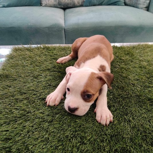 American Staffordshire Terrier For Sale In Kochi