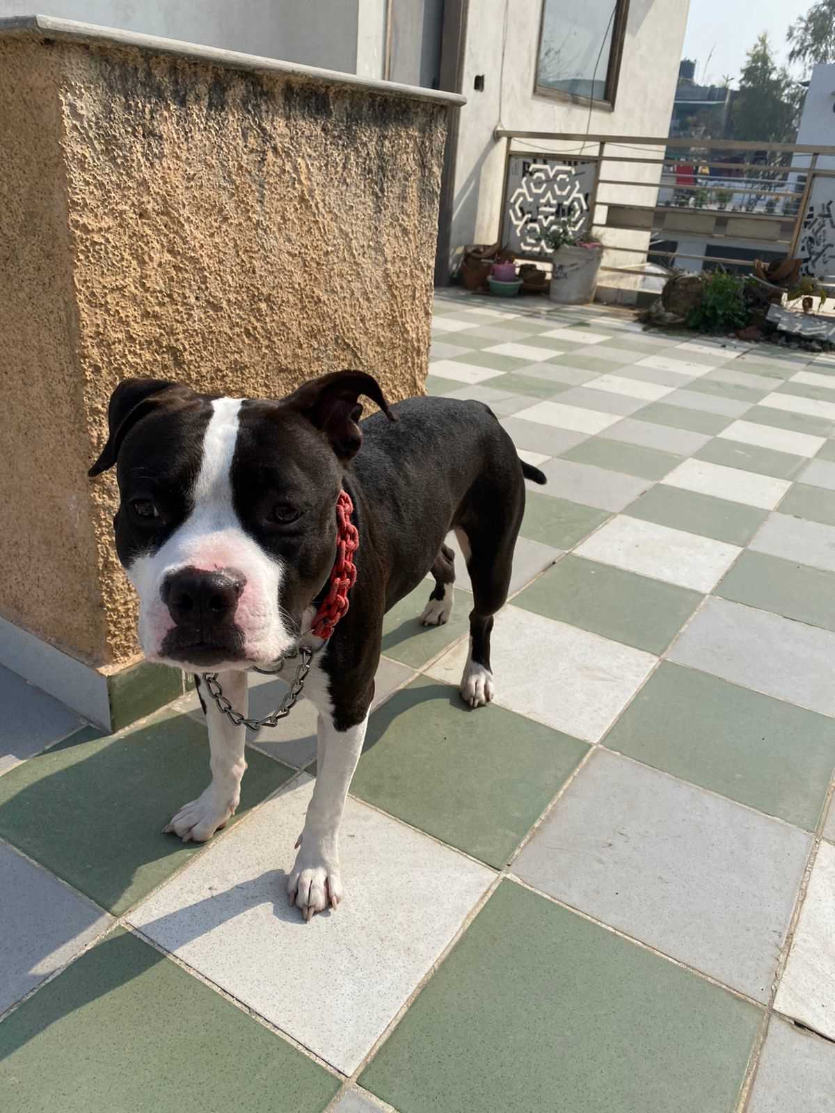 American Staffordshire Terrier For Sale In Kochi