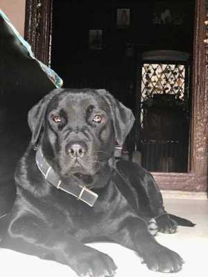 Labrador Retriever Dogs For Mating In Dehradun