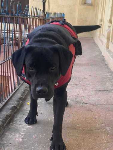 Labrador Retriever Dogs For Mating In Dehradun